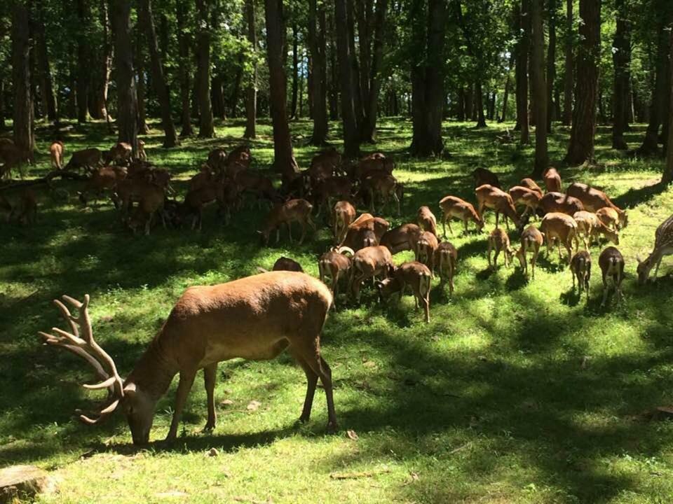 Chateau-Ferme Des Abys Paliseul Bagian luar foto